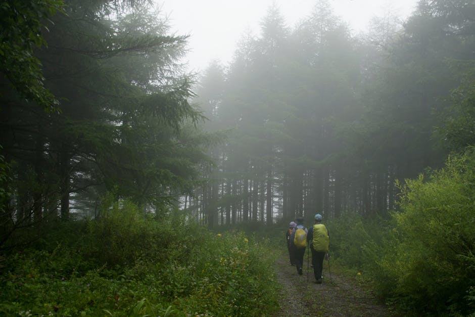 Three hikers traverse a misty forest trail, evoking adventure and tranquility.